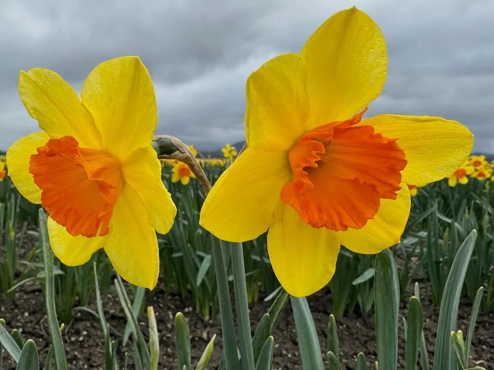 Narcissus 'Scarlet O'Hara' (Scarlet O'Hara Daffodil) — Northwest